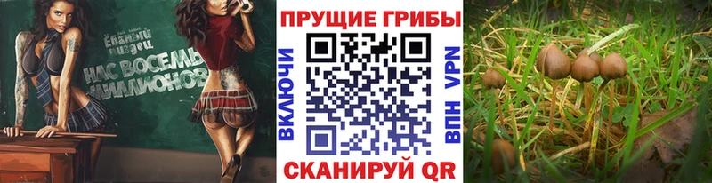 Галлюциногенные грибы мухоморы кракен ссылки Менделеевск купить наркоту